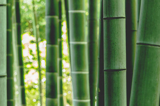 Foresta di bamboo - copertina articolo blog Defeua® su viscosa di bamboo